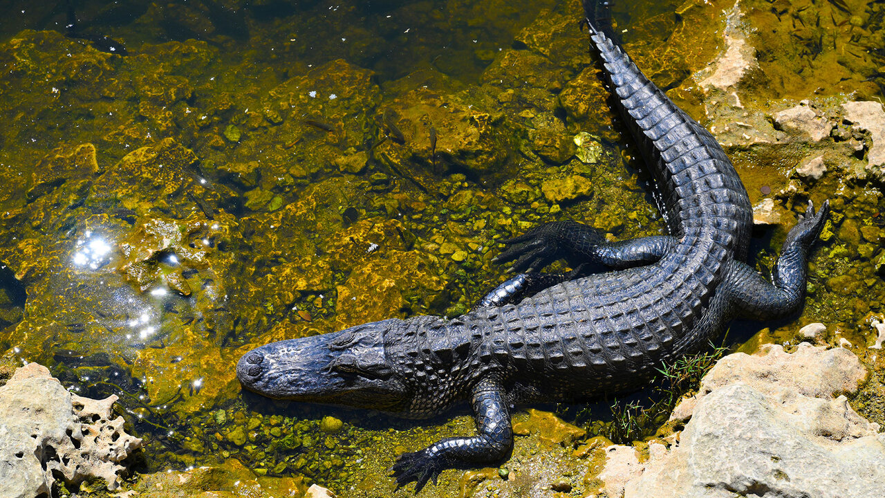 Un alligator endormi