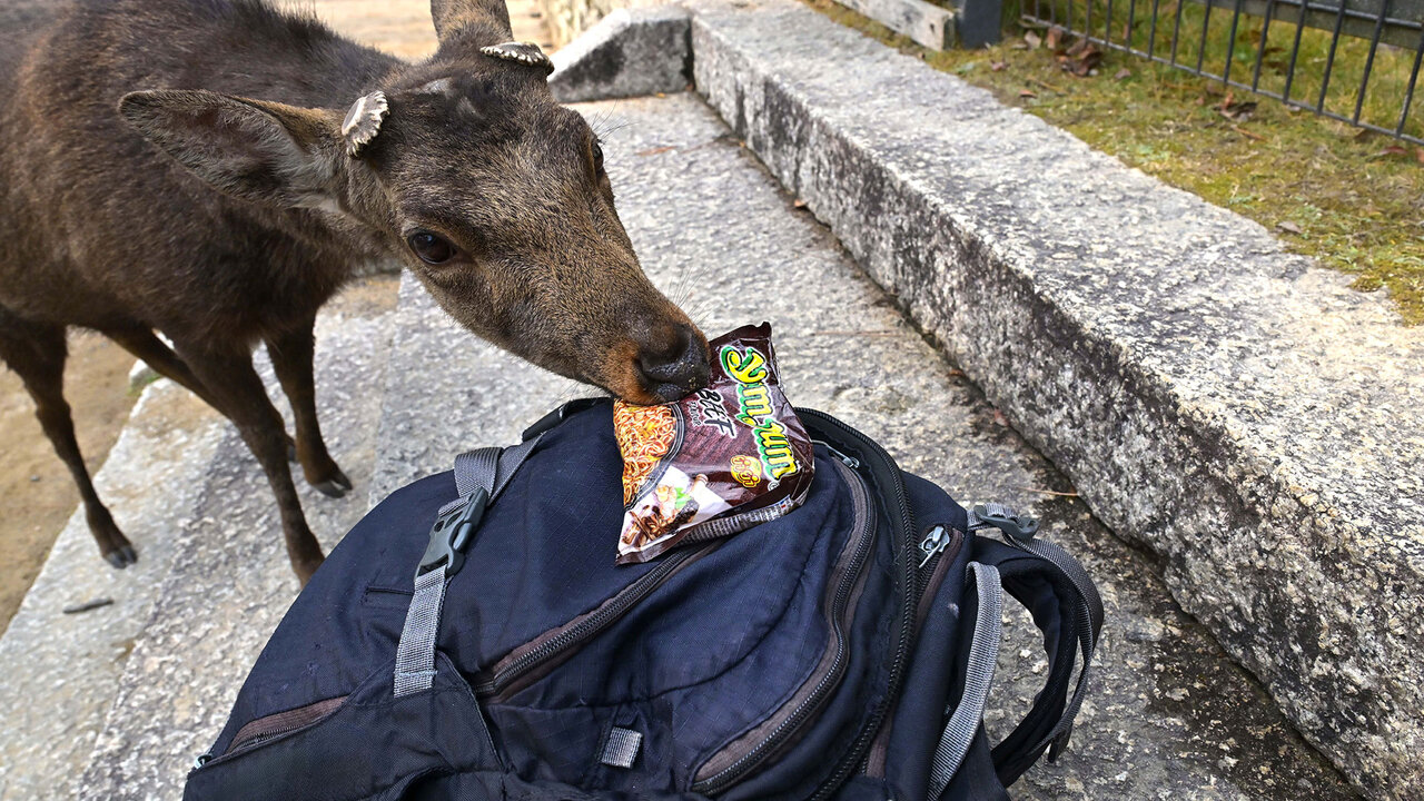 Biche japonaise