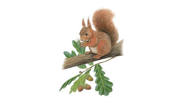 Écureuil roux (Sciurus vulgaris)
